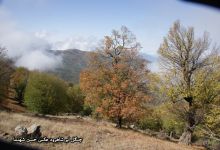 گزارش تصویری از فصل پاییز در جنگل ابر شاهرود